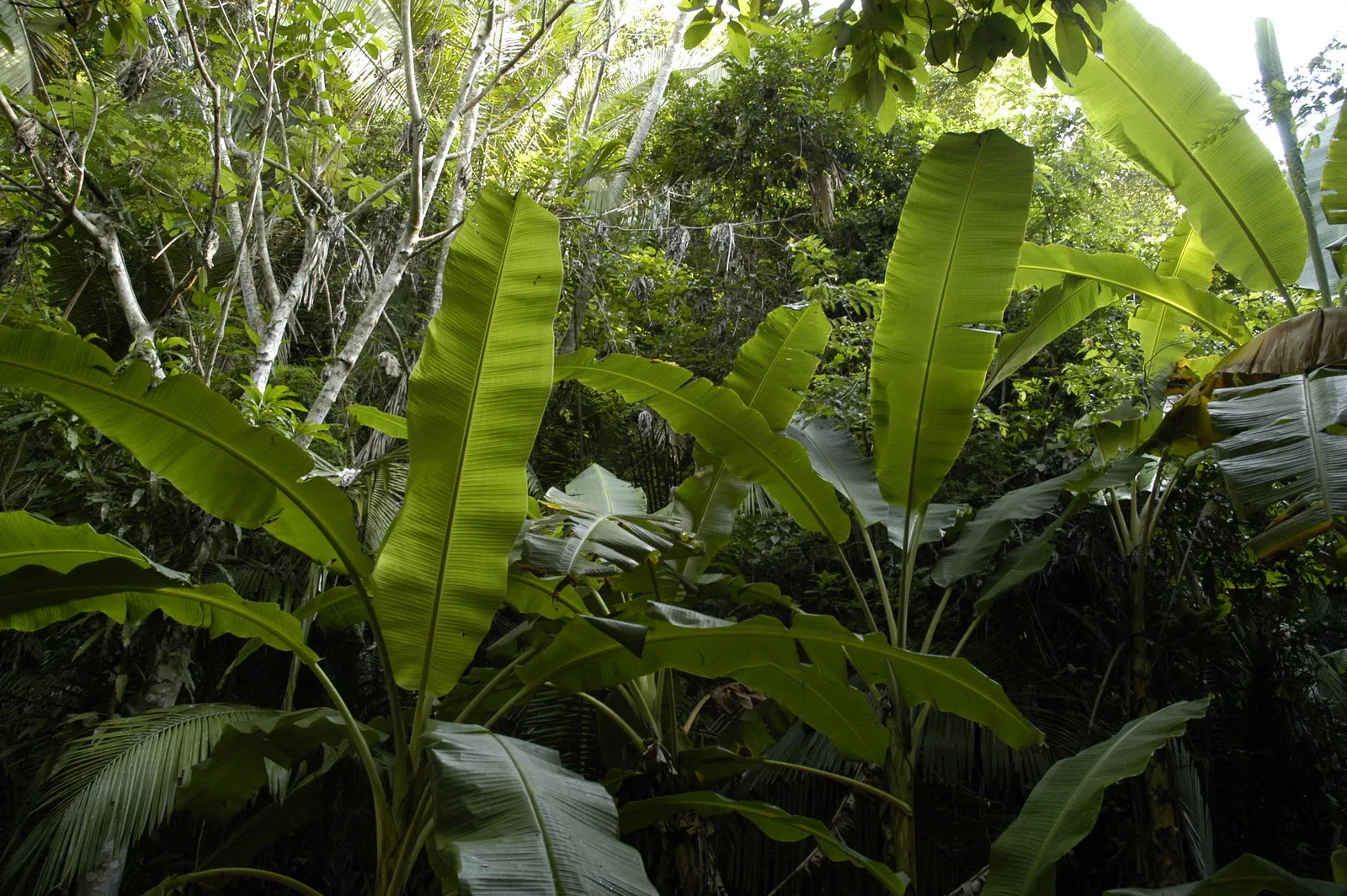 Jungle