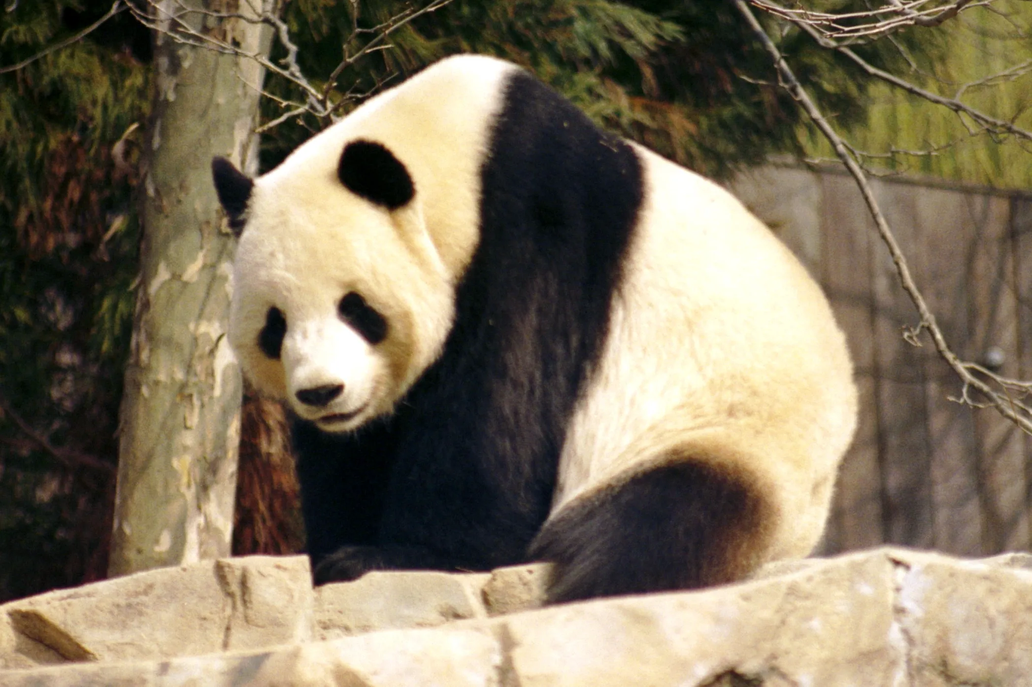 Panda Bear