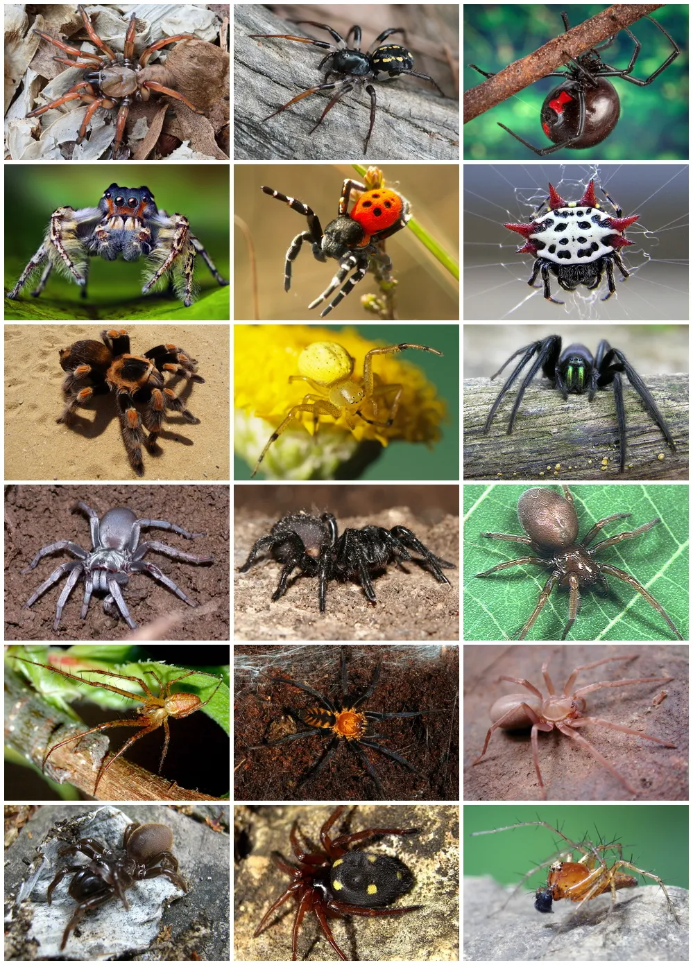 Spider