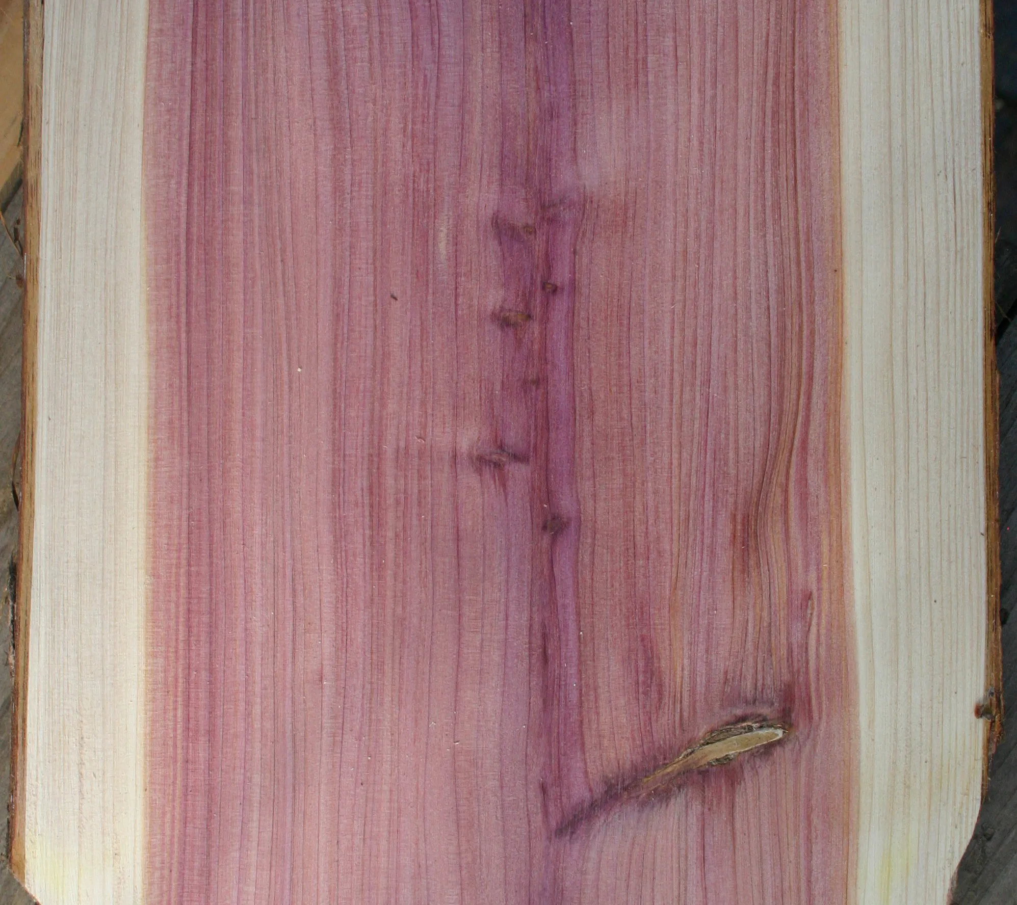 Sugi