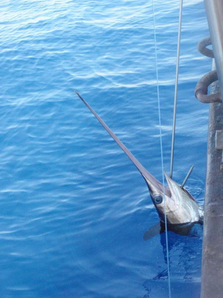 Swordfish