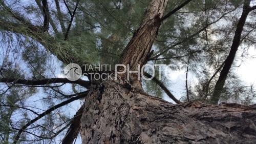 Tronc de l'arbre de fer ou aito, Steel tree from below