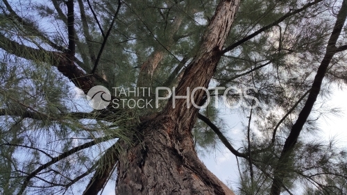 Tronc de l'arbre de fer, Aito, Tropical tree