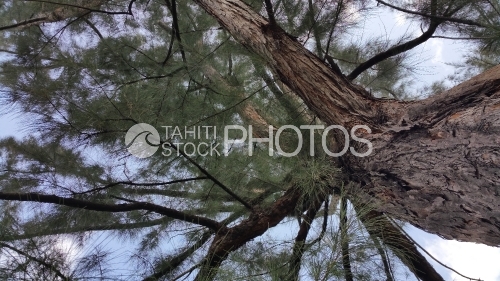 Tronc de l'arbre de fer Aito, Steel tree from below