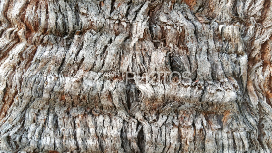 Bark of tropical tree