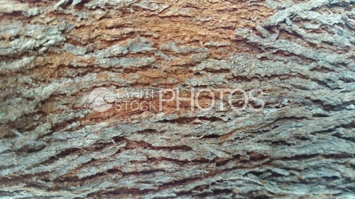Texture of bark of tropical tree