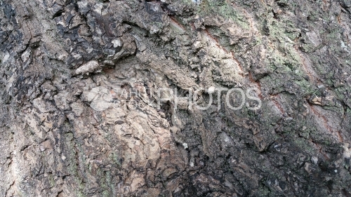 Bark of tropical tree, texture