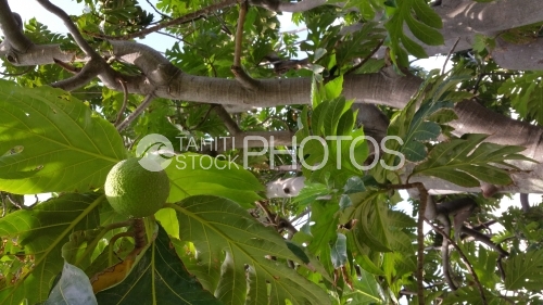 Bread fruit Tree shot from below