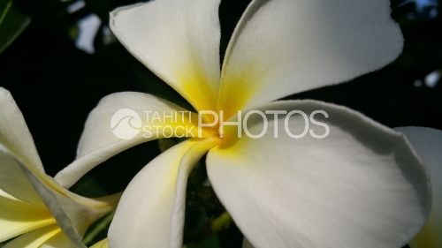 Fleur de Tipanier, Tropical Flower