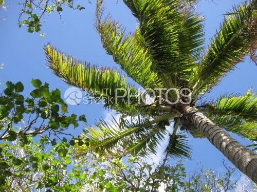 Coconut tree and sky, cocotier et ciel