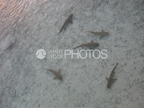 Black Tip Sharks in the lagoon