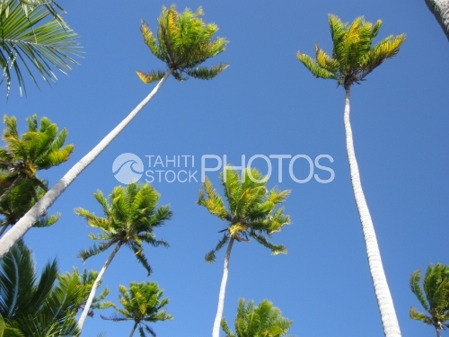 Coconut tree and sky, cocotier et ciel