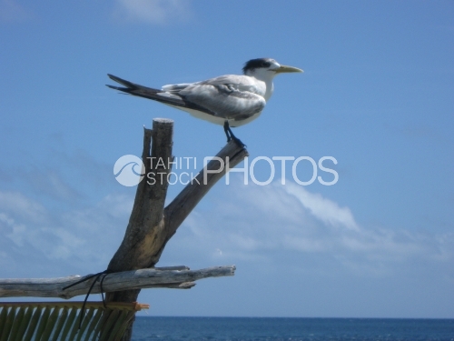 Sea bird on wood branch, Oiseau marin sur une branche