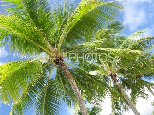 Coconut tree and sky