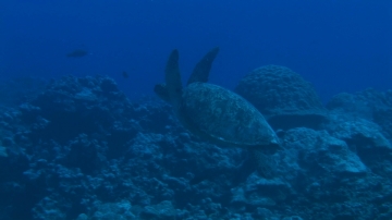 Aitutaki, Cook Islands, Green sea turtle swimming over the coral garden