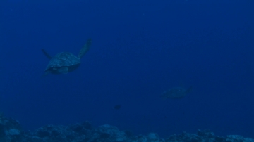 Aitutaki, Cook Islands, Two big green sea turtles swimming in the blue
