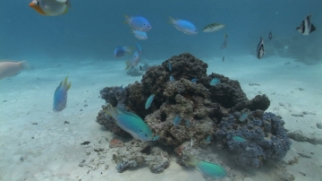 Lagoon of Bora Bora, Neon damsel fish and white sand