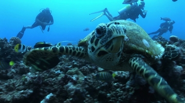 Hawksbill turtle close to camera, and scuba divers, Moorea