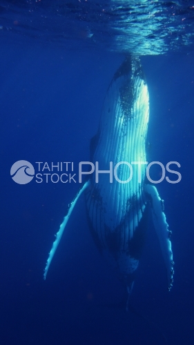 Humpback Whale Close to The Surface