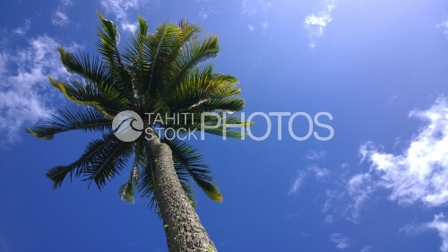 Cocotier dans le ciel bleu, Coconut Tree Under Blue Sky