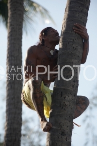 Tahitian climbing on coconut tree