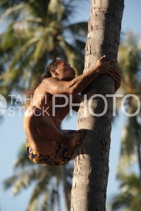 Tahitian climbing on coconut tree, during Heiva