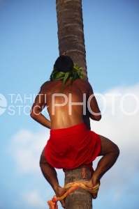 Tahitian climbing on coconut tree, Heiva