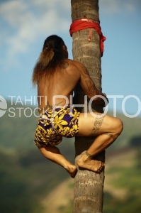 Tahitian climbing on coconut tree, Heiva traditional sport contest