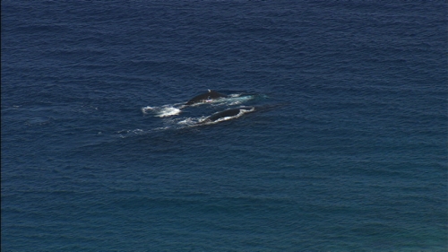 Aerial shot of humpback whales swimming near Bora Bora in French polynesia