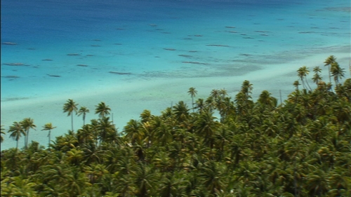 Aerial shot of lagoon and coconut trees along a white sand beach in Tuamotus archipelago, atoll of Rangiroa in French Polynesia