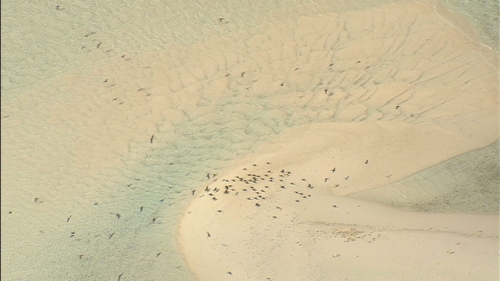 Aerial shot of sea birds on the white sand beach in the lagoon of Tetiaroa, atoll of Society islands in french Polynesia