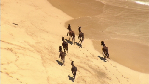 Aerial shot of wild horses running on the white sand beach of Nuku Hiva in the Marquesas islands, French Polynesia