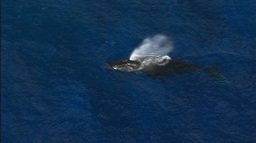 Aerial shot of a humpback whale blowing on the surface, in the south Pacific ocean, french Polynesia