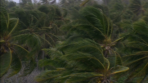 Aerial shot of strong wind in the coconut trees palms, and rain, atoll Fakarava