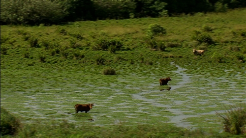 Aerial Shot of cows in swamps of Tubuai, Austral islands archipelago, Polynesia