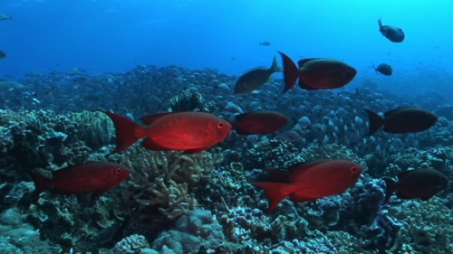 Fakarava, drifting in the south pass with priacanthus and red snappers schooling over coral garden
