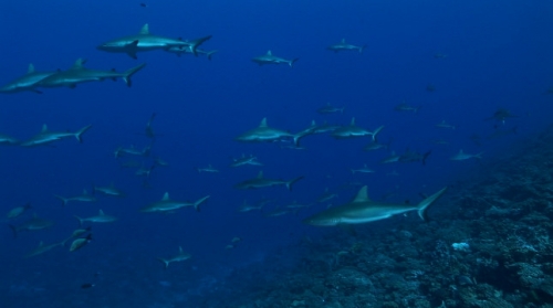 Fakarava, Large school of grey sharks swimming in the pass Tetamanu