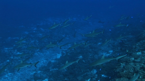 Fakarava, school of grey sharks swimming in the pass Tetamanu
