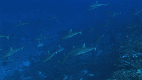 Fakarava, school of grey sharks swimming in the deep pass Tetamanu
