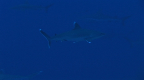 Fakarava, Zoom on silver tip reef shark in the deep blue of the pass Tetamanu