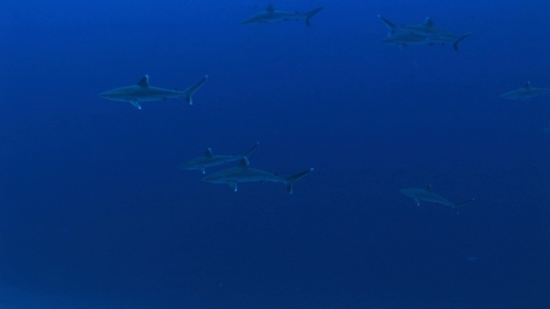 Fakarava, Group of white tip reef sharks  in the pass Tetamanu