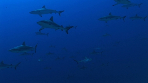 Fakarava, large school of grey sharks in the deep blue of the pass Tetamanu