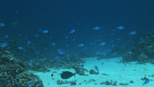 Fakarava, reproduction of blue damsel fish