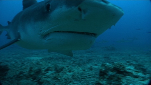 Tahiti, Tiger shark coming to camera