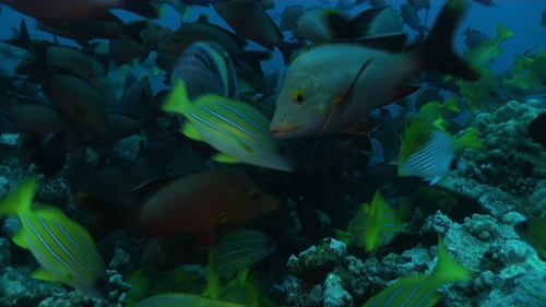 Tahiti, Tropical fish gathering in the coral
