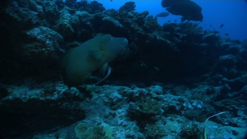 Fakarava, Napoleon wrasse coming out of a cave  in the pass Tetamanu
