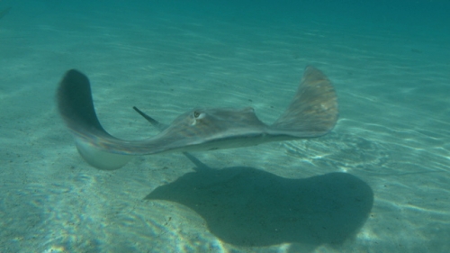 Moorea, Sting rays on the white sand coming towards camera