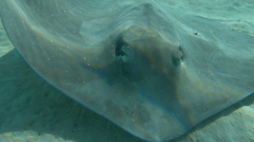 Moorea, Sting rays in the white sand close to camera, shallow