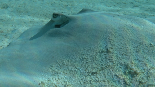 Moorea, Sting rays in the white sand, from rear, and swimming out of the field