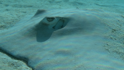 Moorea, panoramic camera mouvment of Single sting ray laying on the white sand